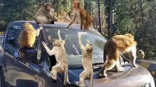 monkey on the car bandar point nathia gali murree