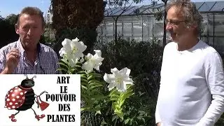 chaine de jardin: Astuce. Comment enlever le pollen d'un lys.