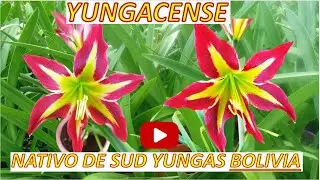 HIPPEASTRUM YUNGACENSE Nativo, Originario de Sud Yungas La Paz Bolivia,  Sudamérica.
