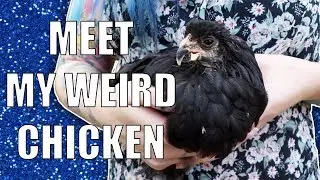 Meet Garlic, my Special Needs, Hawk Attack Surviving Chicken