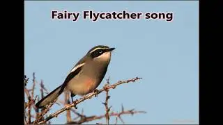 Fairy Flycatcher song