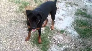 Fred and princess playing