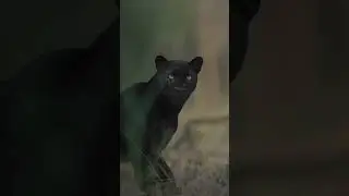 #animals #wildanimals #stronganimals