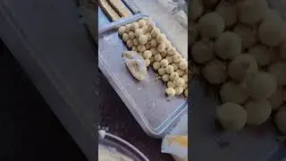 barfi perdy khoya dasi ghee yogurt frash #trending #viral #shorts #viralvideos #youtubeshorts