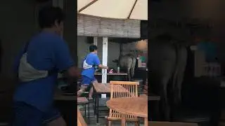 Sapi Kurban Lepas Di Warung Kopi (Cek Komentar) #Gal #sapi #iduladha1444h #iduladha2023 #viraltiktok