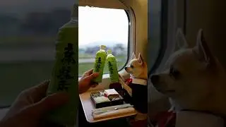 Bambi the butler dog is going on a business trip to Okayama on the Nozomi Shinkansen from Tokyo.