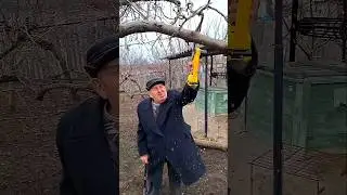 Cordless Mini Chainsaw Tree Pruning #garden #gardening #gardeninglife #wood #woodworking #outdoor