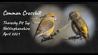 Common Crossbill in the UK