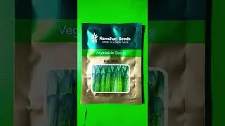cucumber seeds namdhari ns 404 agriculture #shortvideo