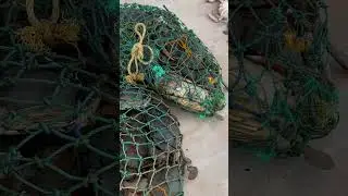 Amazing!! Live amazing crab market Sri Lanka 🦀
