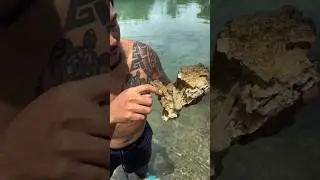Red Octopus Disguised as a Rock &mdash; Amazing Camouflage