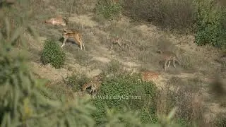 Spotted Deer | Ramnagar Jim Corbett National Park Buffer Zone Wildlife By Camera 4k Video In Hindi 