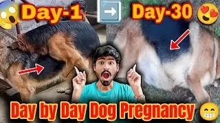 day 1 to day 30 dog pregnancy 😍 l german shepherd pregnant  l dog pregnancy week by week