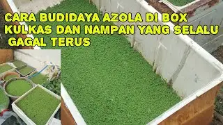 Cara budidaya azolla agar berhasil untuk pemula yang selalu gagal terus 