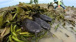 Amazing fishing  ! Catch a lot of fish in the rice fields near the village.