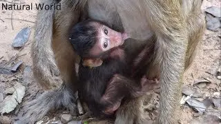 Lori is charming baby monkey but Amory no take care- Natural World part 66