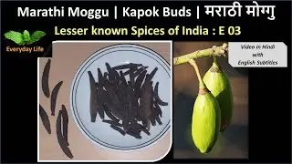 Marathi Moggu | Kapok Buds | मराठी  मोग्गु | Lesser known Spices of India: EP 03 | Everyday Life #11