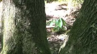 MSU AgBioResearch: Long-term Management of Hardwood Trees
