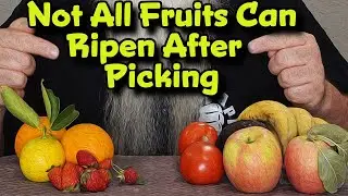 Fruits That DO & DON'T Ripen after Picking & Why
