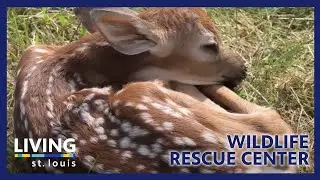 Wildlife Rescue Center | Living St. Louis