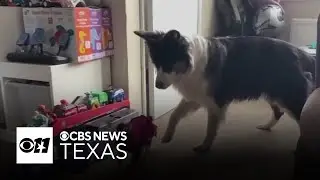 Rescued baby goat thinks she&rsquo;s a dog