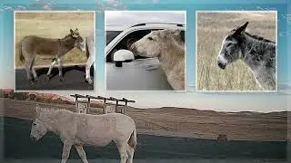 Begging Burros - Custer State Park SD
