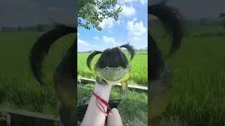 Is This The Cutest Frog Ever?  #viral #trending