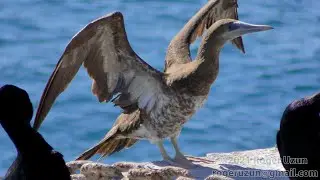 HDObservations : Brown Booby (4K UHD)