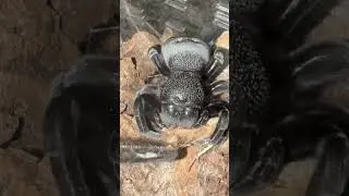 VELVET SPIDER LIKES CORN? Nope, moths! Eresus sp &ldquo;Blue&rdquo;