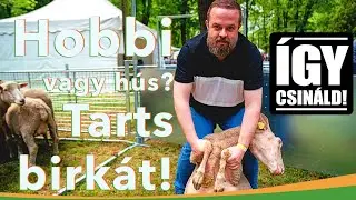 Juhot h&aacute;zi&aacute;llatnak? &Iacute;gy csin&aacute;ld! Megmutatjuk, hogyan k&ouml;rm&ouml;lj! | MMG