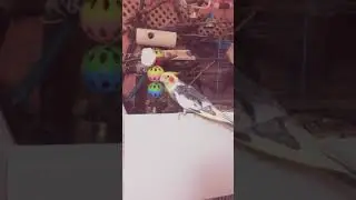 Кореллы Нимфы... Челябинск...