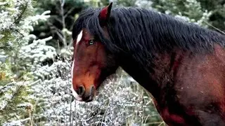 A year with Alberta wild horse  2025