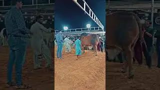 MASHA ALLAH #fibbicattlefarm  #mashallah #qurbani2024 #cattlefuns  #foryou #foryoupage
