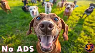 12 часов успокаивающей музыки для собак 🐶 Снятие тревоги и глубокий сон
