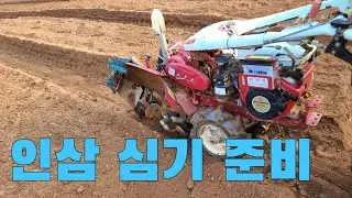관리기로 인삼밭 두둑 만들기