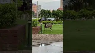 Beautiful begum #dog #shorts #video