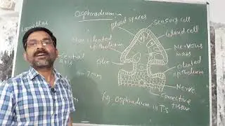 Osphradium of  pila
