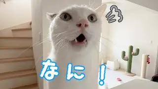 文句言いながら甘えに来るチロさんが可愛いｗ