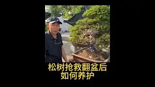 松树抢救翻盆后养护注意事项。#盆景 #黑松盆景 #盆景养护