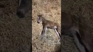 ⚠️ SENSITIVE CONTENT ⚠️ Foals hoofs hardening up (Sport Horses) #equestrian #horse #hoofcare