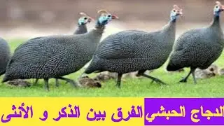 أهمية تربية الدجاج الحبشي و كيفية التفريق بين الذكر و الأنثى