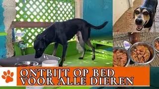 Hoe geef je 30 honden te eten? | DierenpraatTV