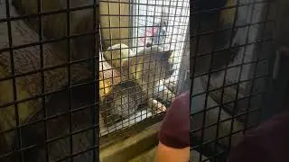 Racine Zoo's African Lion Receiving Vaccinations