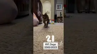 #cats #cat #oldcat #seniorcat #21years #catlovers #petlovers #kitty #kittycat