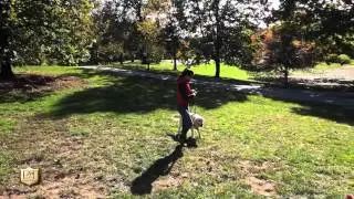 DT Universal No Pull Harness