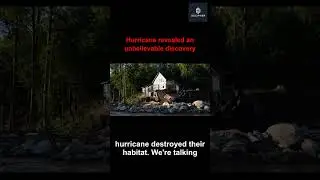 Salamander SOS! Hurricane Exposes Rare Species!