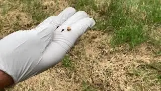 Identifying and Remediating Grub Damage