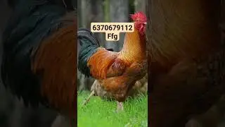 ffg colorbird chicks; order now #Ffg kukuda #mukrushaka
