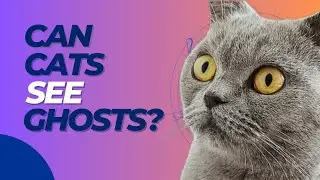 😻 Can Cats See Ghosts ? | Based from Paranormal and Science Experts 💯😻
