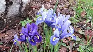 Dwarf Iris: A Beautiful and Easy to Grow Early Spring Flower!